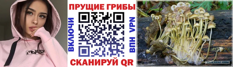 Псилоцибиновые грибы Magic Shrooms  что такое   Рязань 
